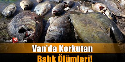 Van'da korkutan balık ölümleri